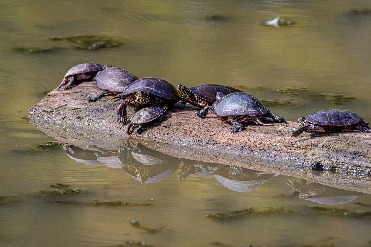 half fast turtles basking in the sun