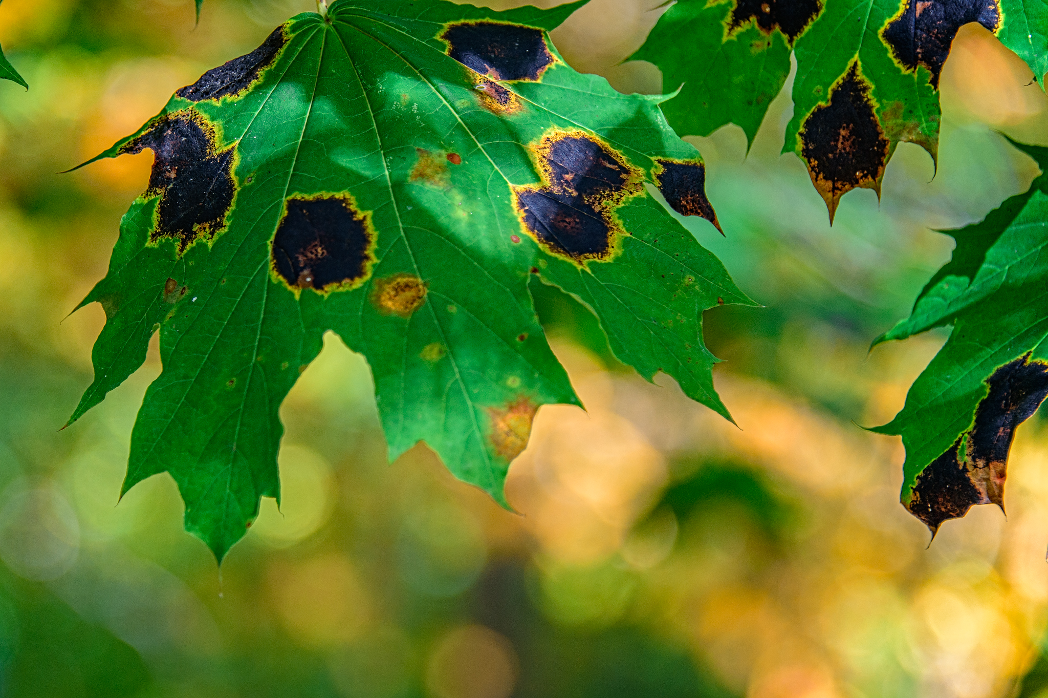 unique fall leaves