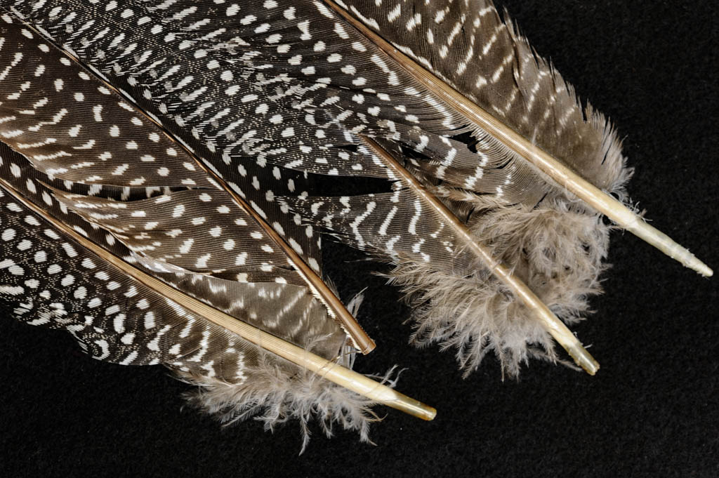ordinary drab feathers